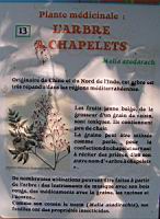 P13 - Arbre a chapelets.jpg